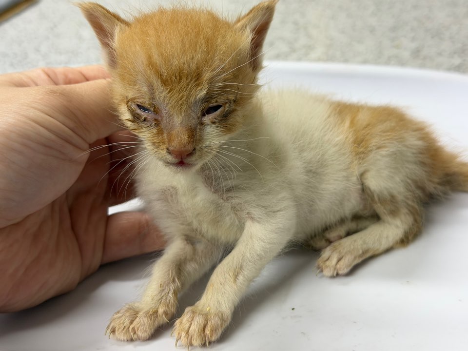 종료(자연사) 한국…